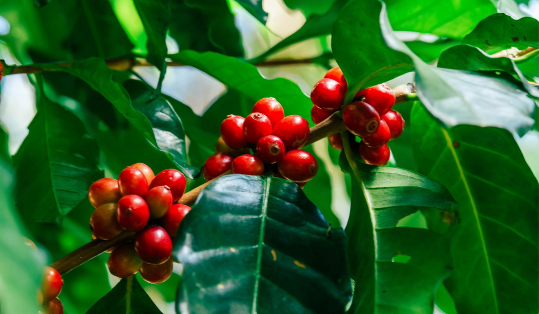 Varieties of Ecuadorian Coffee