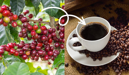From Farms to Cups - Coffee Production Methods